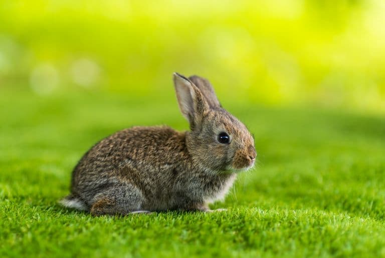 What is the Difference Between a Rabbit and a Hare?