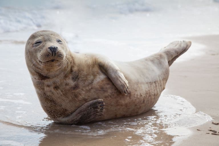 What is the Difference Between a Seal and Sea Lion?
