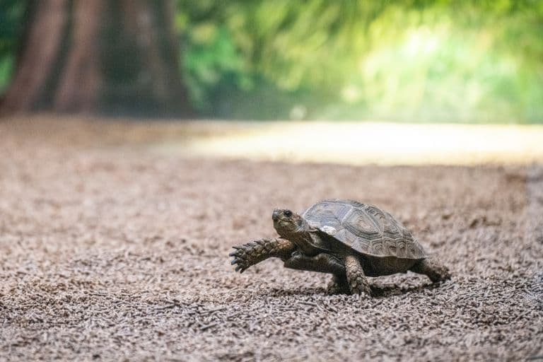 What is the Difference Between a Turtle and a Tortoise?