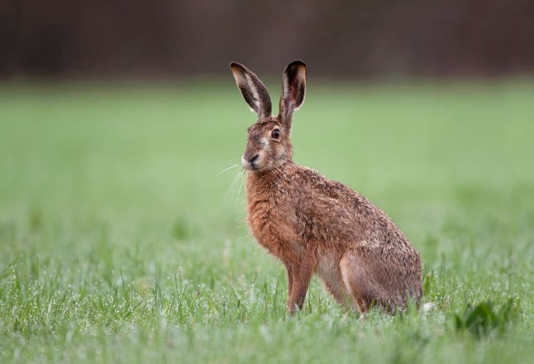 Wild Brown Hare