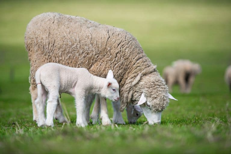 What is the Difference Between Lamb & Sheep?