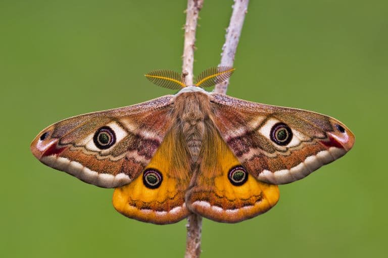 Small Emperor moth with thick antennae