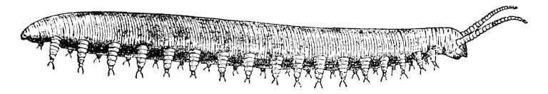 Detailed drawing of velvet worm