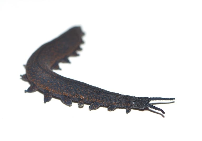 Close up view of velvet worm