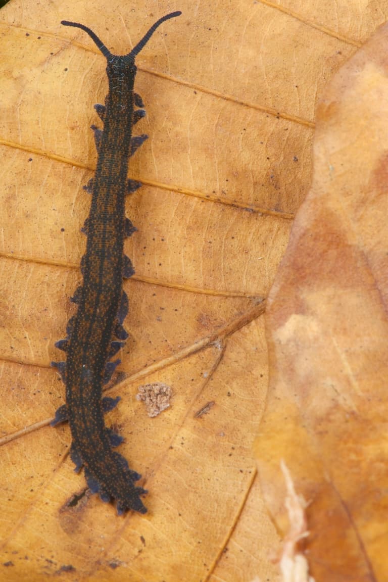Velvet worm