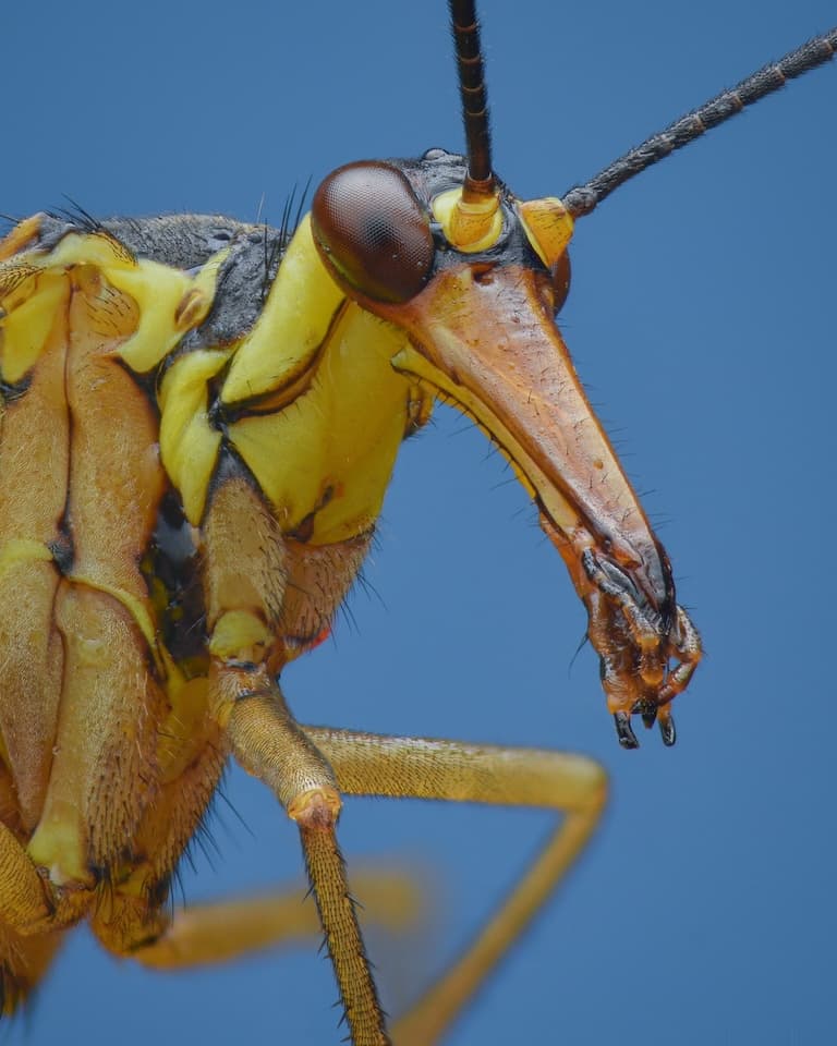 Closeup of scorpionfly head