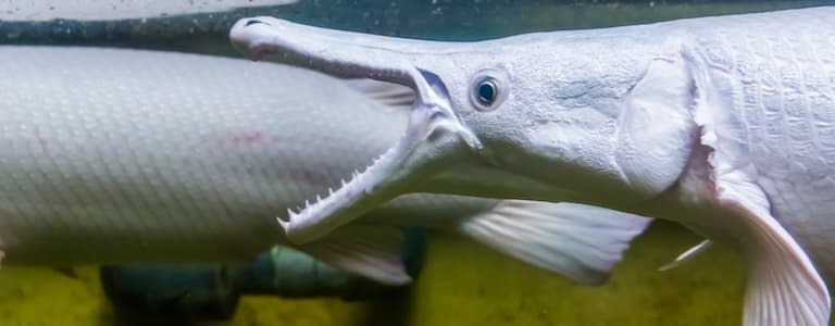 Alligator gar smiling