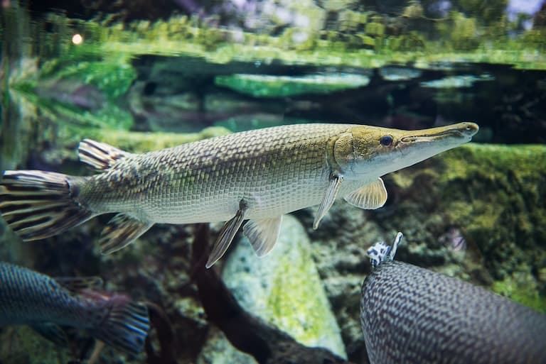 Alligator gar profile