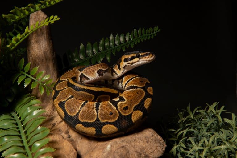 Ball Python rolled in to a ball shape