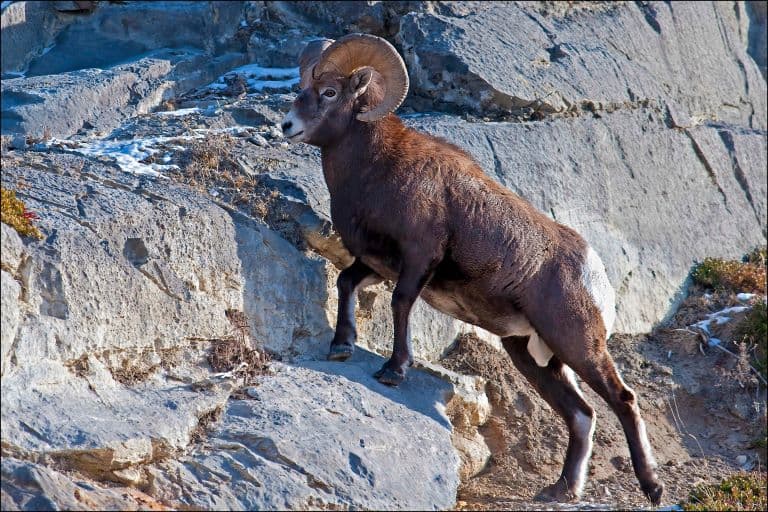 Bighorn Sheep do climb