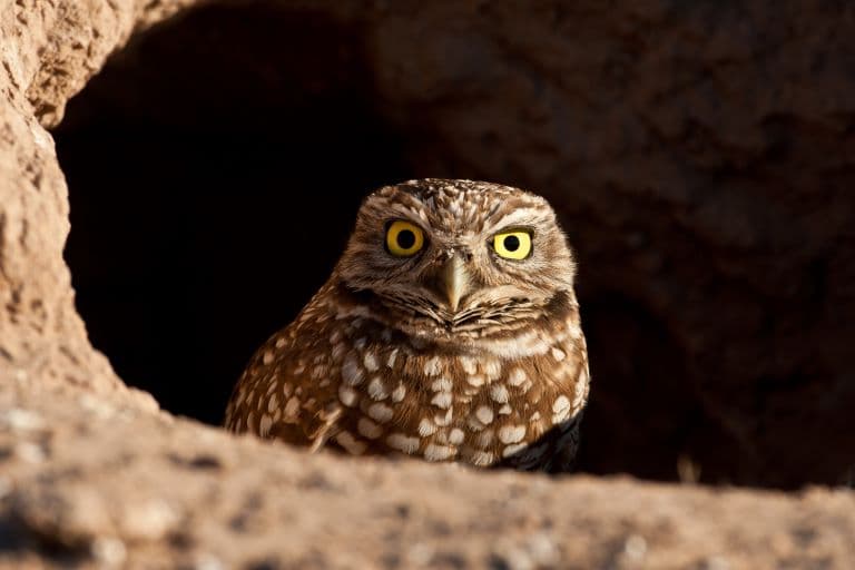 Burrowing Owl underground