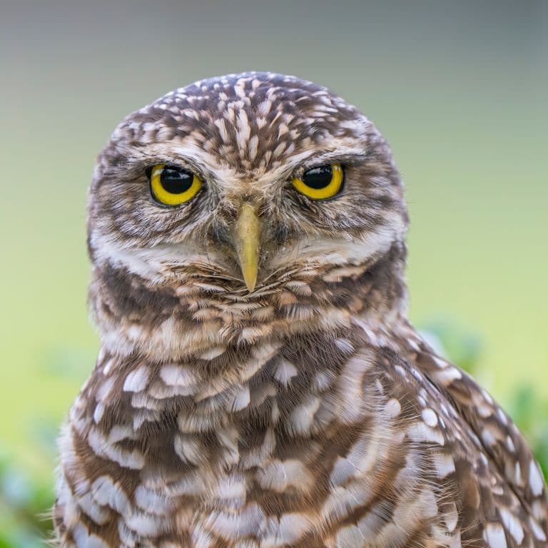 Burrowing Owl profile