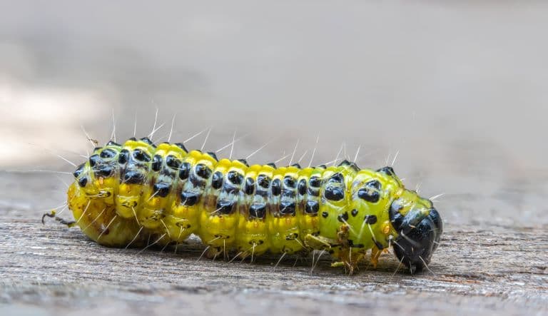Spiny Caterpillar