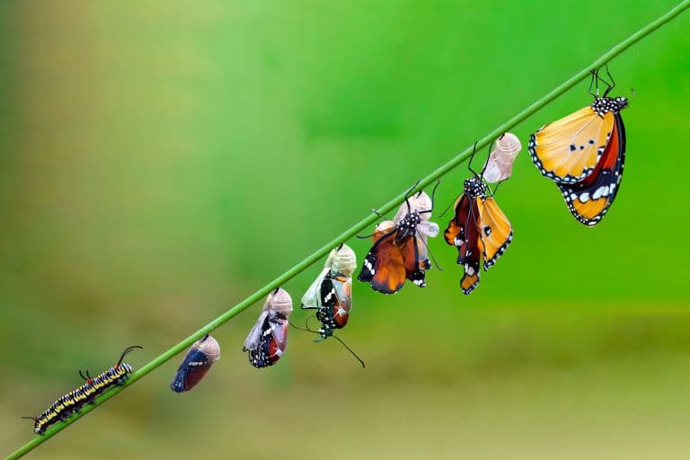 A Caterpillar is a true butterfly