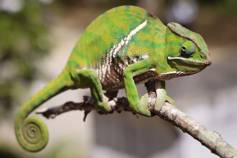 Chameleon profile view
