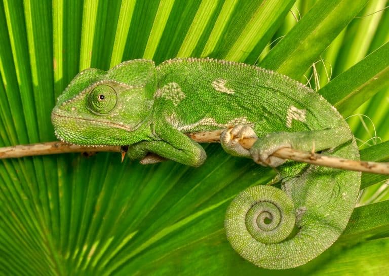 Chameleon camouflaged in a tree