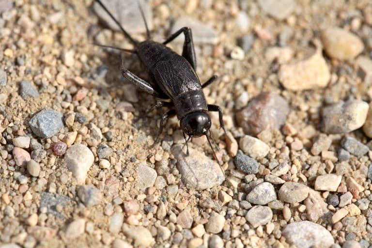 Cricket on a rocky dry ground