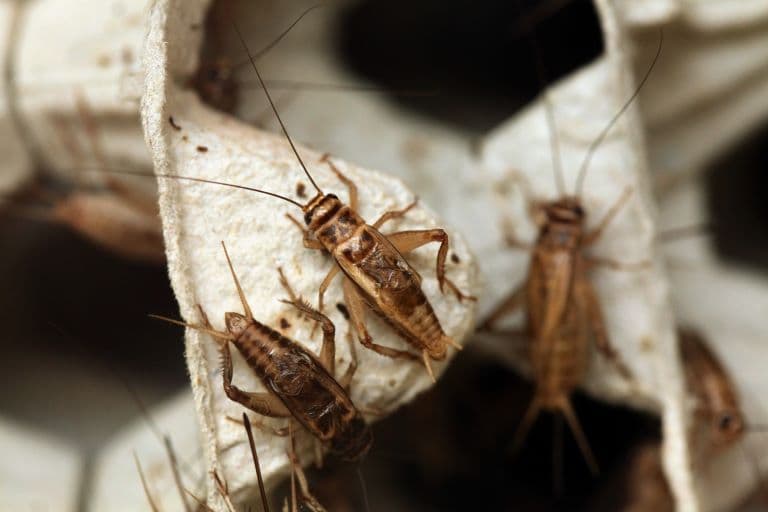 Crickets in a group