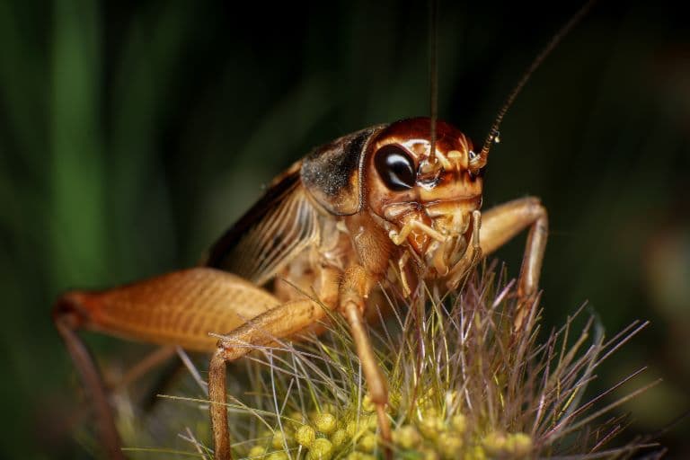 Cricket in a thorny bush