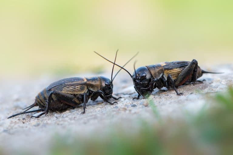 Crickets are social