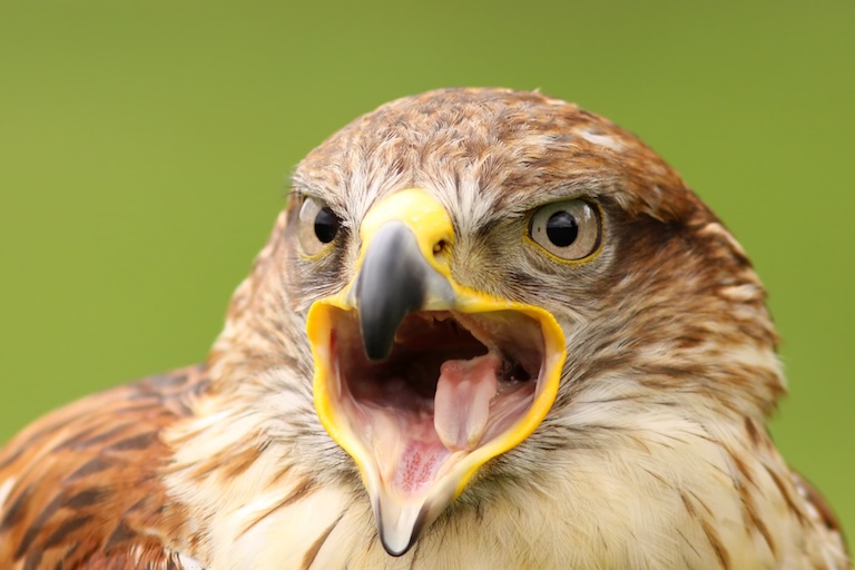 ferruginous hawk's open beak