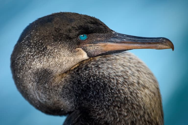 Beautiful blue eyed flightless cormorant