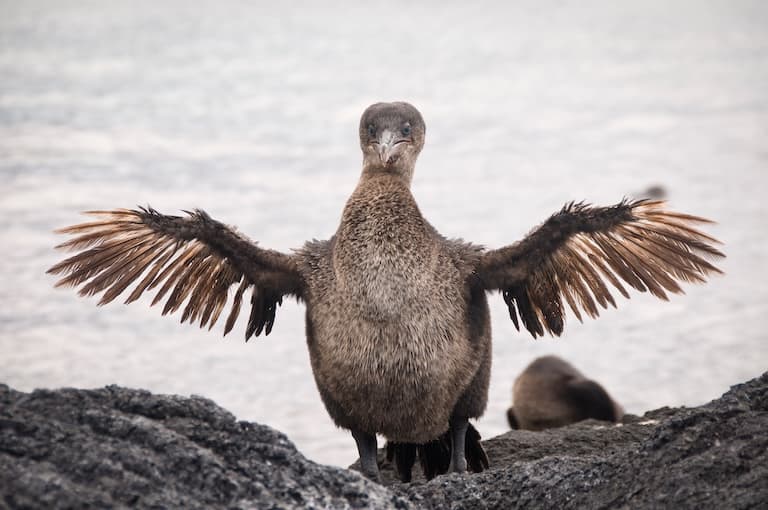 Flightless cormorants have silly wings