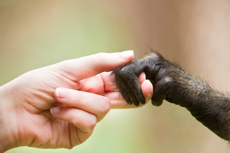 Girl holds the hand of a monkey