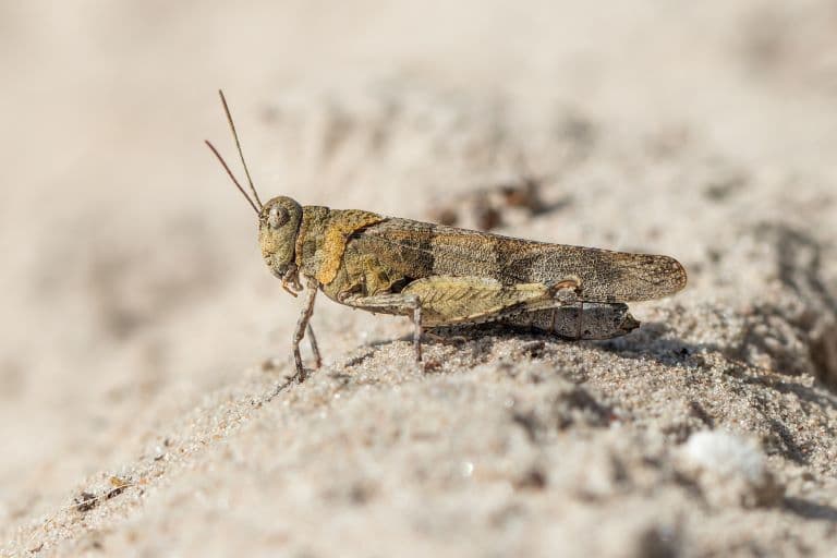 Grasshopper on the ground