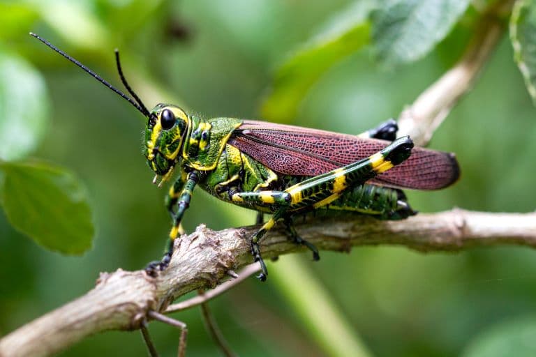 Grasshopper profile view