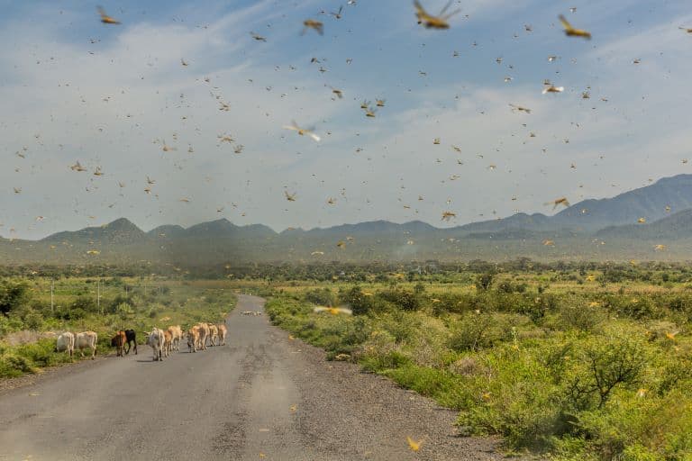 Grasshoppers swarming