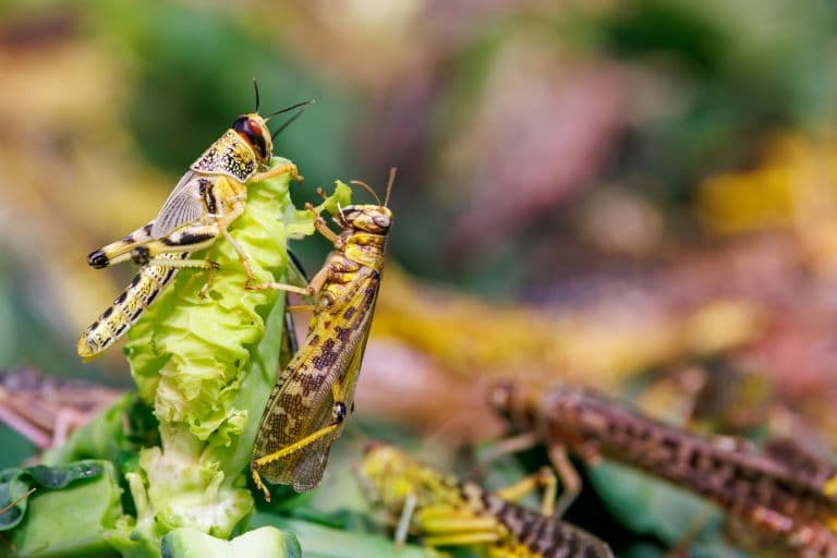 Grasshoppers feeding