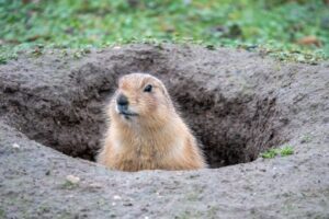 7 Epic Groundhog Facts - Fact Animal