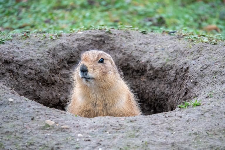 Groundhog in hole