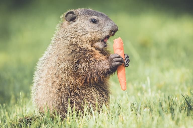 Groundhog enjoying carrot