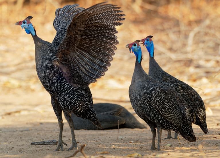 Guineafowl small group