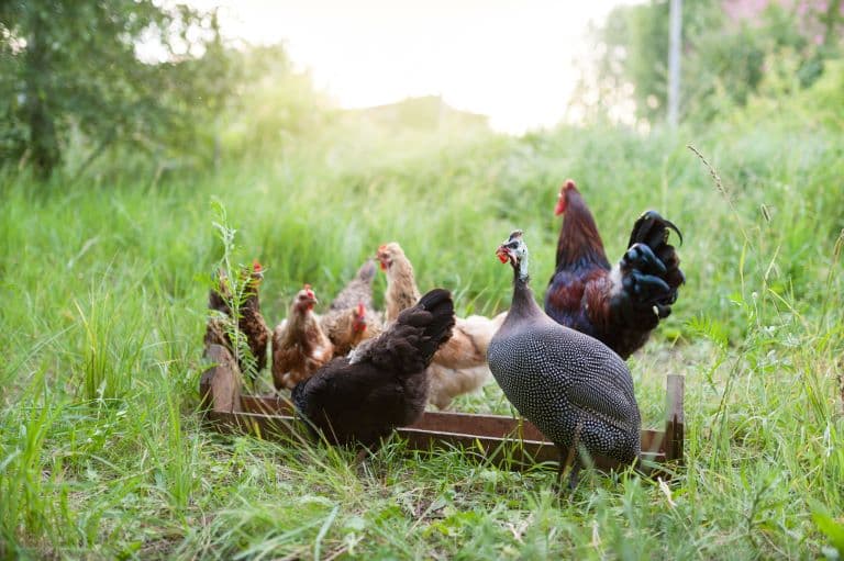 Guineafowl eating with the chickens