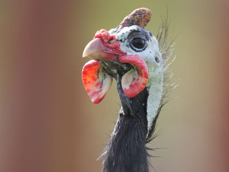 Guineafowl profile view