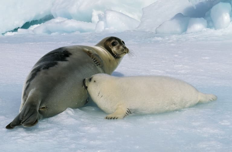 Harp seal pup feeding
