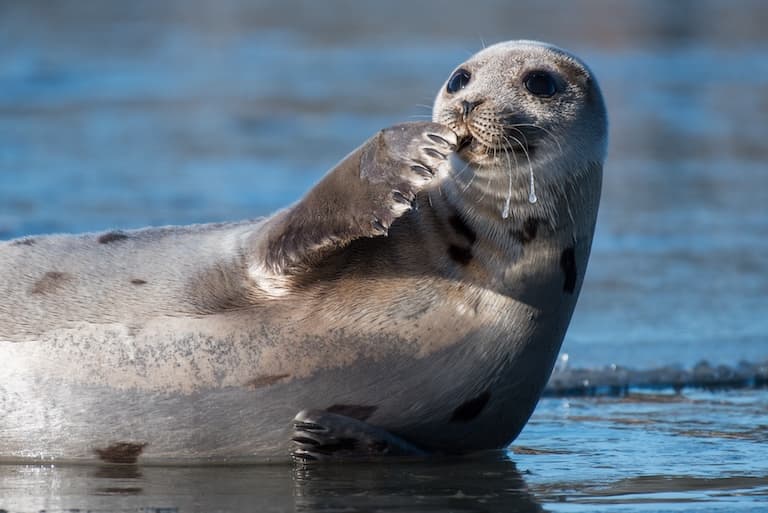 Harp seal giggling