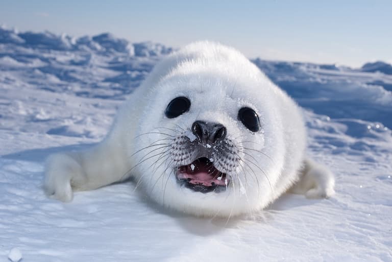 Baby harp seal