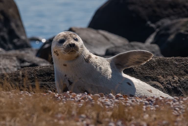Harp seal waving