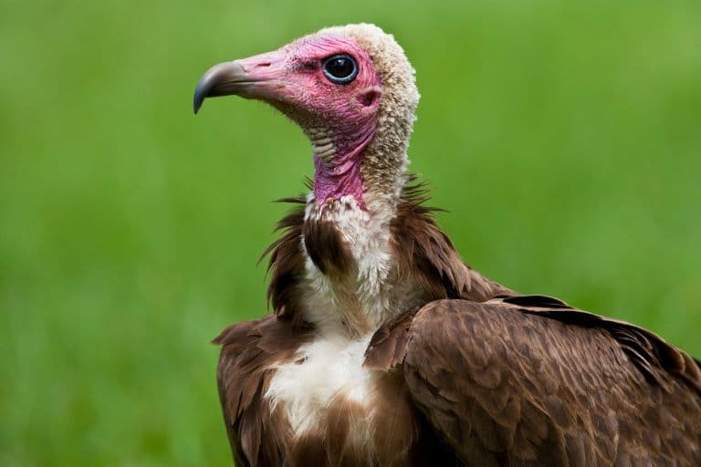 Hooded Vulture profile view