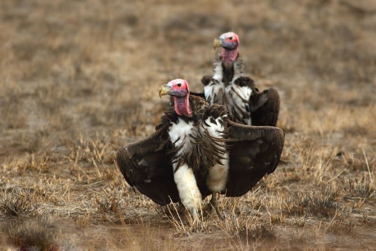 Hooded Vultures running