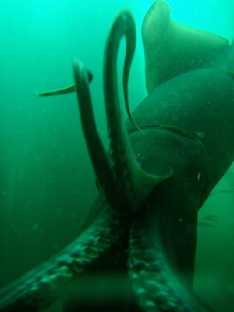 Humboldt up close and personal