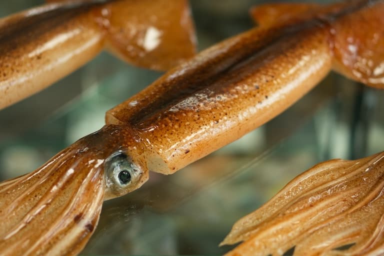 Japanese flying squid close up