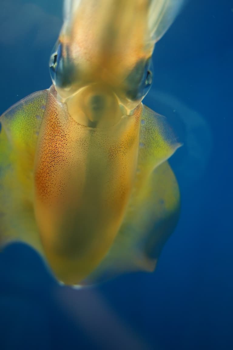 Japanese flying squid closeup body and fins