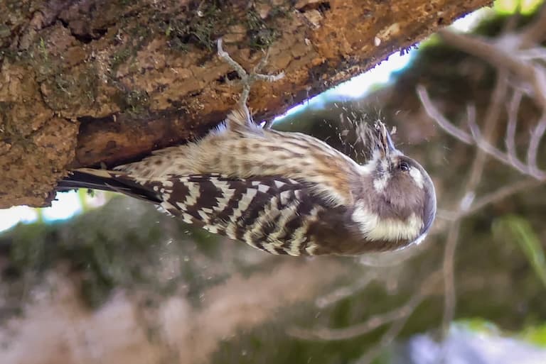 Japanese Pygmy Woodpecker Drumming