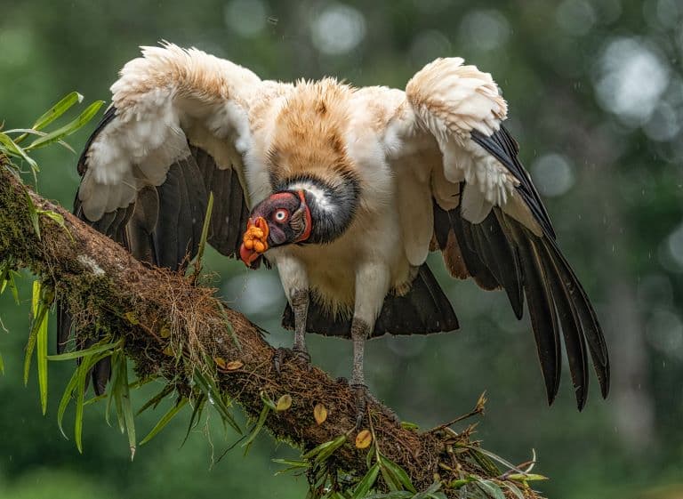 King Vulture is big in size