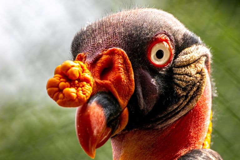 King Vulture has a fleshy caruncle